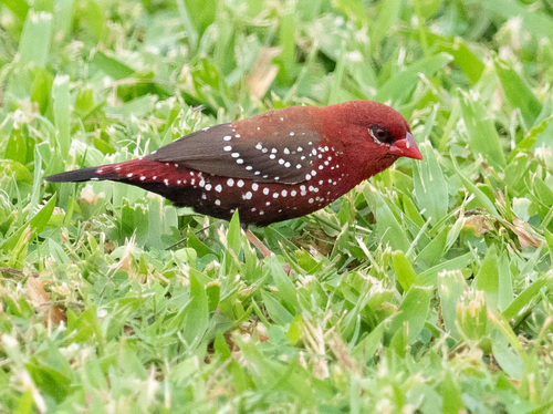 Red Avadavat (Amandava amandava), photo 9