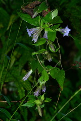 Tripterospermum lanceolatum