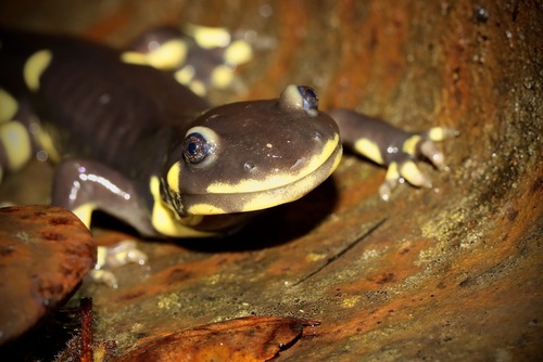 California Tiger Salamander, Ambystoma californiense