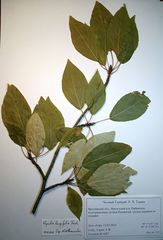 Populus longifolia