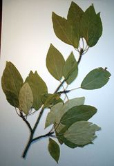 Populus longifolia