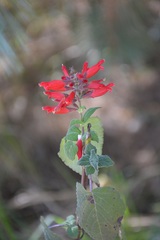 Salvia holwayi