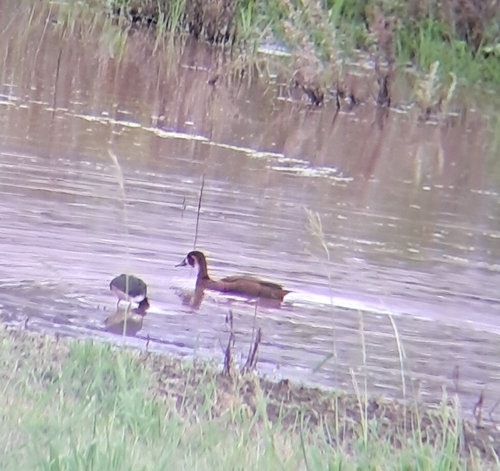 iNaturalist: (c) kirstyw11, some rights reserved (CC BY-NC) iNaturalist image