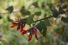 Salvia holwayi