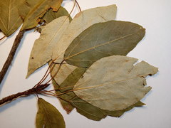 Populus longifolia