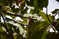 Chiranthodendron pentadactylon