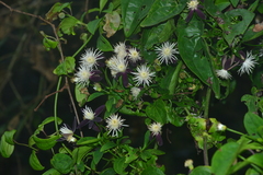 Clematis tashiroi