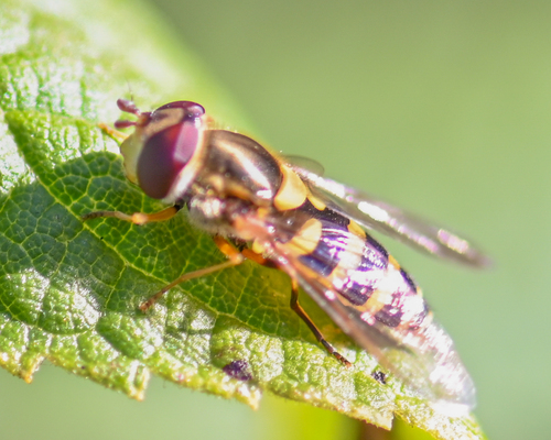 Unknown species found near DuPage, Illinois, United States