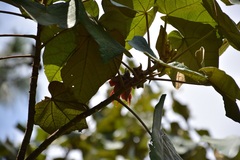 Chiranthodendron pentadactylon