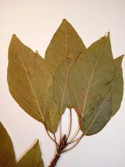 Populus longifolia
