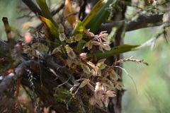 Leochilus oncidioides