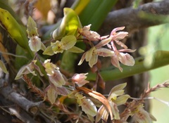 Leochilus oncidioides