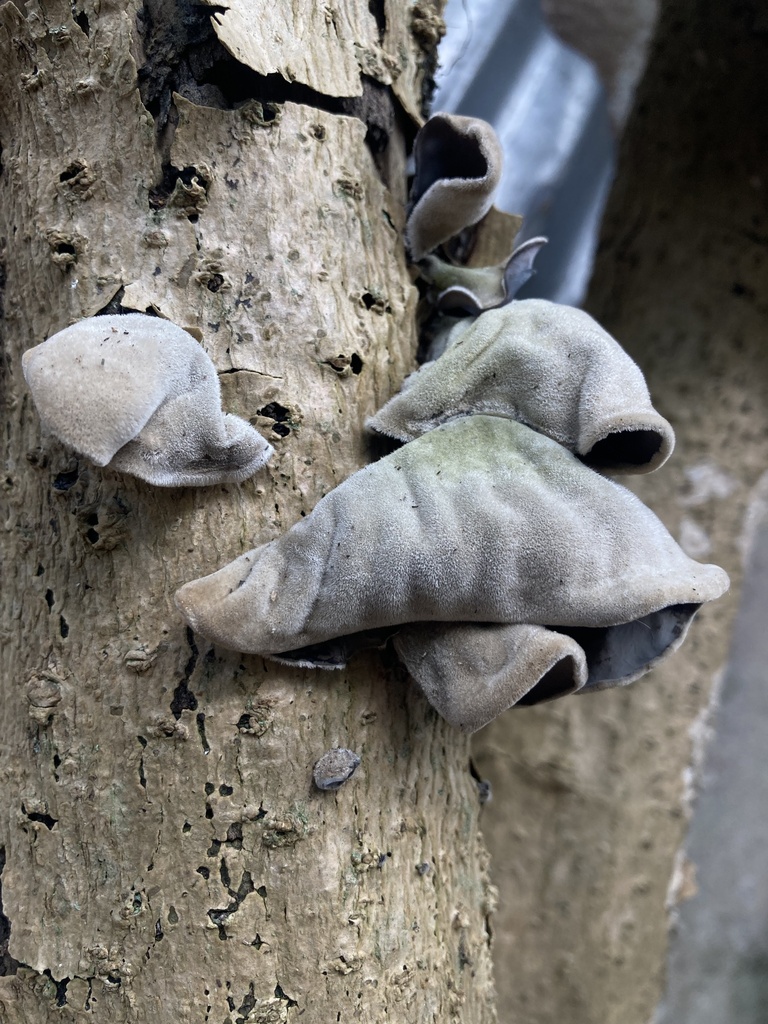 Auricularia nigricans · December 2025 · photo: © luchomartinez (iNaturalist, cc-by-nc-sa)