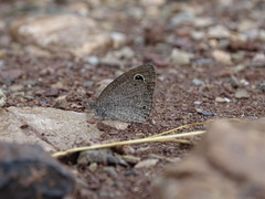 Ypthima asterope