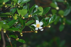 Camellia brevistyla
