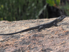 Hemicordylus capensis