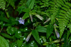 Tripterospermum lanceolatum