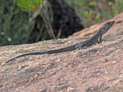 Hemicordylus capensis