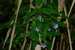 Tripterospermum lanceolatum