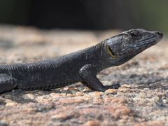 Hemicordylus capensis