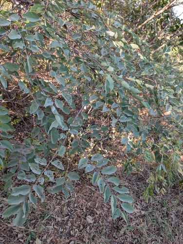 Grewia orbiculata, 2025-12-12