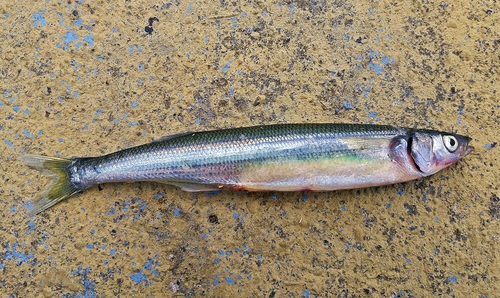 Chilean Silverside (Odontesthes regia) · iNaturalist