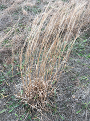 Schizachyrium stoloniferum