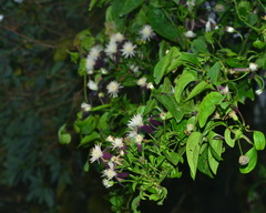 Clematis tashiroi
