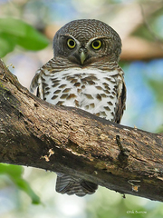 Glaucidium capense