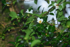 Camellia brevistyla