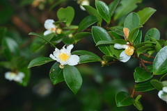Camellia brevistyla