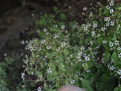Crassula tenuipedicellata
