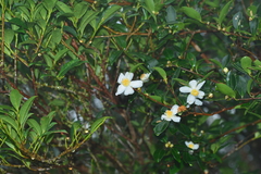 Camellia brevistyla