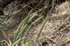 Cleistocactus candelilla