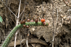 Cleistocactus candelilla
