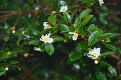 Camellia brevistyla