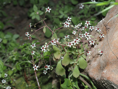 Crassula tenuipedicellata