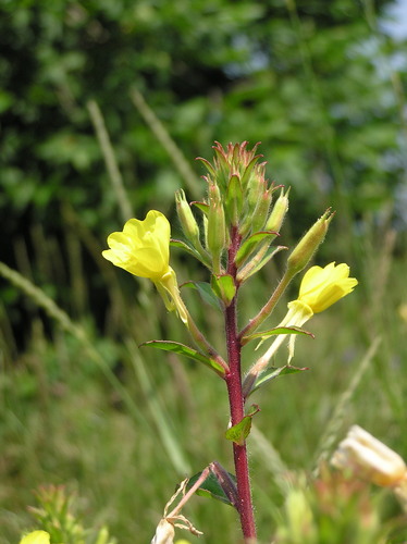 Northern Evening Primrose (Oenothera parviflora)