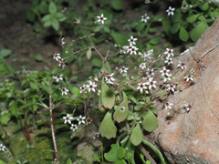 Crassula tenuipedicellata