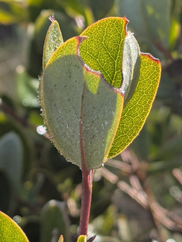 dwarf silktassel (Garrya buxifolia)