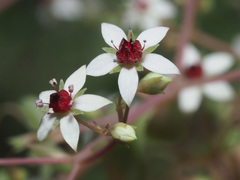 Crassula tenuipedicellata