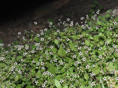 Crassula tenuipedicellata