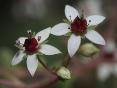 Crassula tenuipedicellata