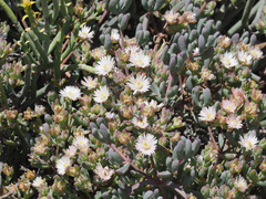 Oscularia cedarbergensis