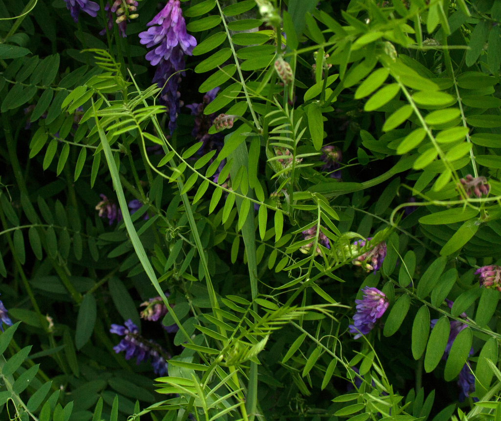 Vetch Alaska tufted vetch from North Star, Anchorage, AK 99503, USA on July 6, 2013 ...