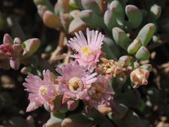 Oscularia cedarbergensis