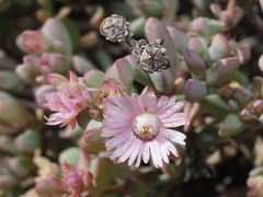Oscularia cedarbergensis