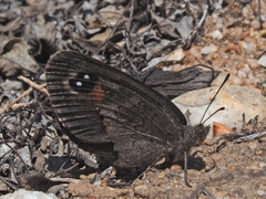 Tarsocera cassus