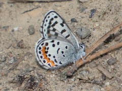 Euphilotes heracleoides