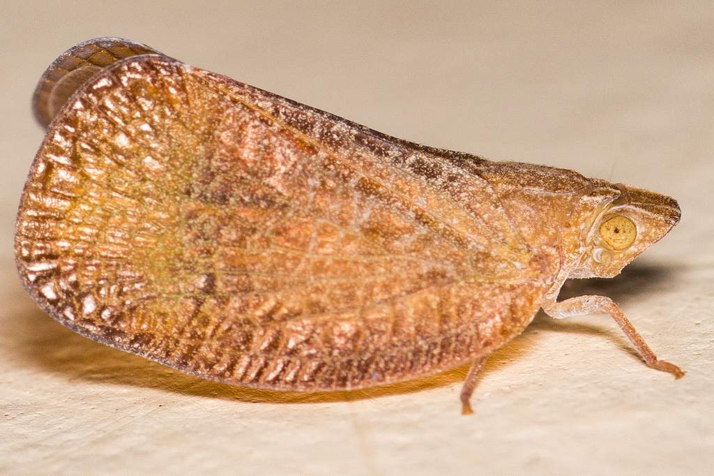 Ricamela lata